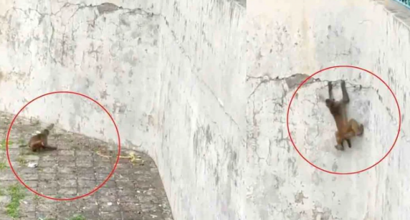 Viral video of monkey climbing the wall like spiderman, watch here