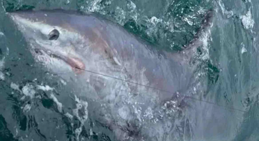 VIDEO: मछुआरे ने पकड़ी 7 फुट लंबी शार्क