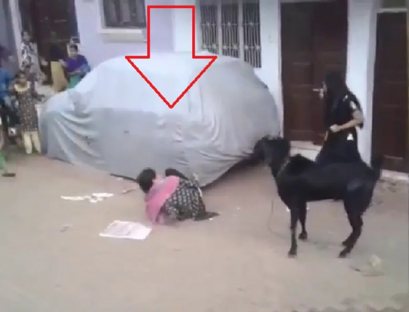 Video : लड़कियों को देखते ही बकरे को आया गुस्सा और कर दिया भद्दा काम