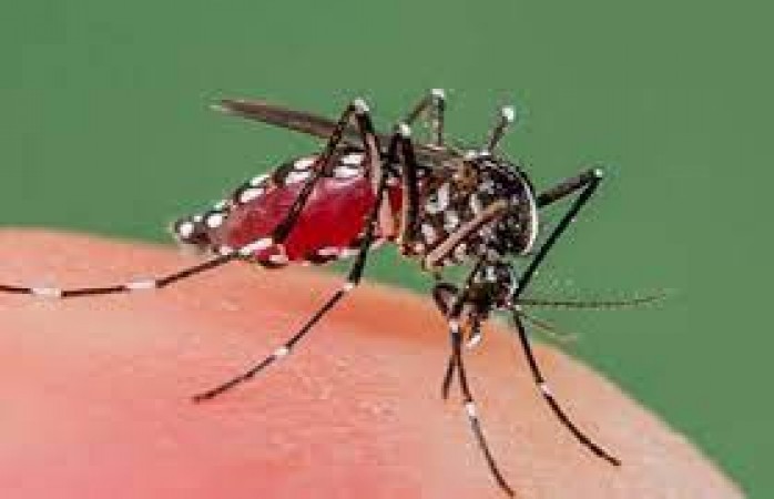 बड़ी खबर: अब मच्छर ही मच्छर को मारेगा....जानिए कैसे!