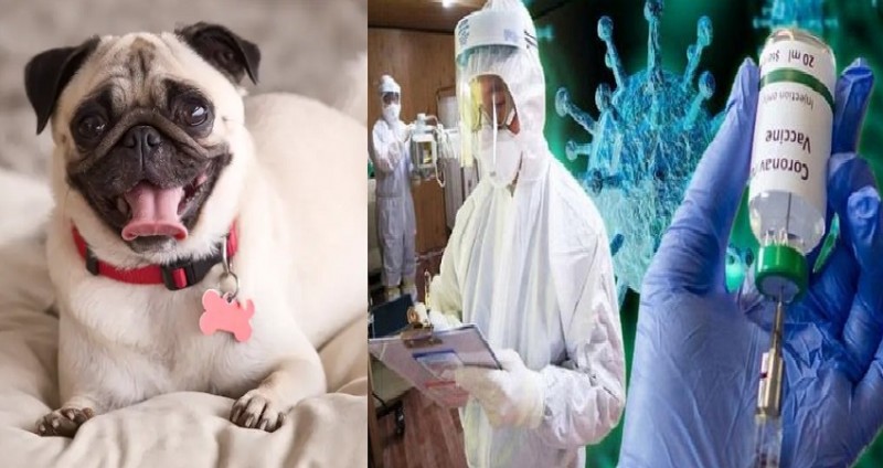 Dogs will identify coronavirus, Ongoing training at penicillin university