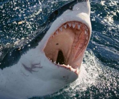 Husband save his wife's life by fighting with shark