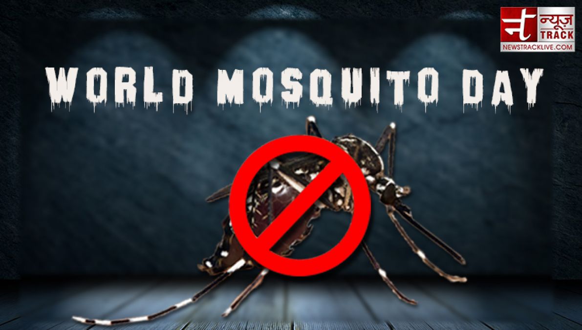 World Mosquito Day: A Mosquito Can Kill Man d, here Are Miraculous Remedies