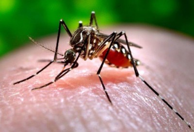 डेंगू को रोकने के लिए अनोखा उपाय, मादा मच्छरों के खात्मे के लिए छोड़े जाएंगे 75 करोड़ नर मच्छर
