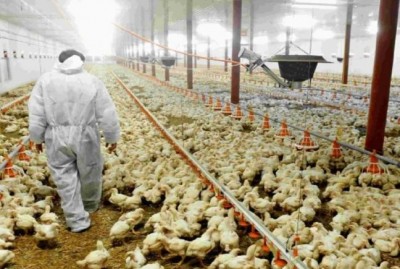 Bird flu wreaking havoc in this country, more than 18 lakh hens to die
