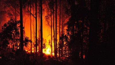 ऑस्ट्रेलिया के जंगलों में भड़की आग ने बढ़ाई सिडनी की मुश्किलें, आसमान में छाया धुएं और राख का गुबार