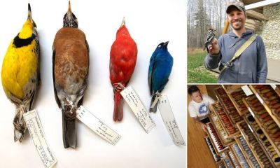 जलवायु परिवर्तन बना घातक, सिकुड़ रहा पक्षियों का आकार