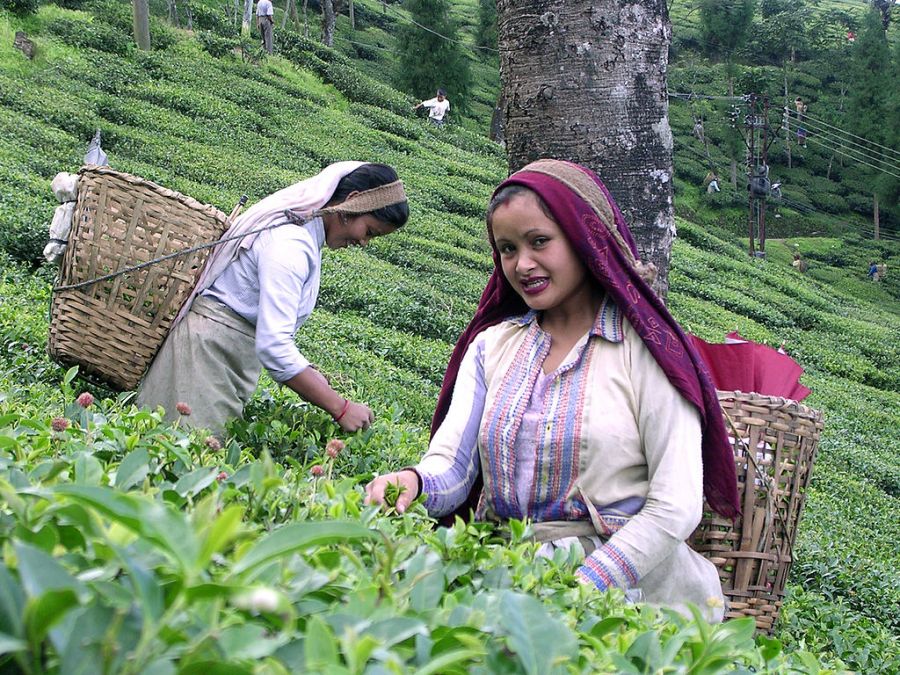 International Tea Day will now be celebrated all over the world, UN announced on the recommendation of India