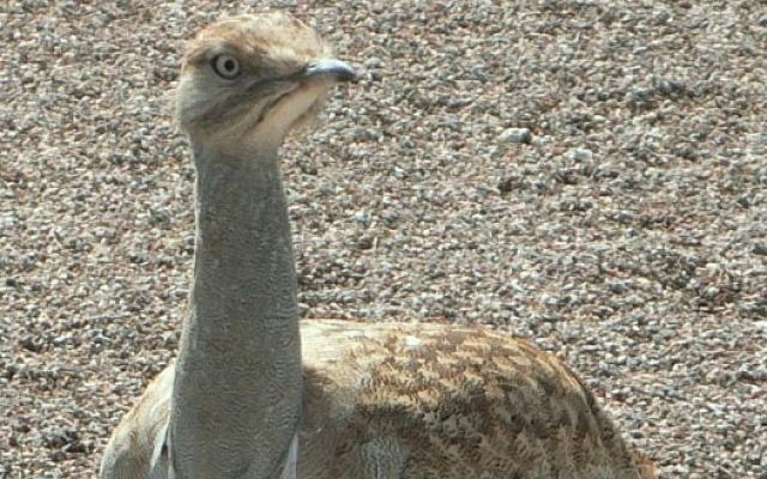 Pak allows King of Bahrain, other royal members to hunt endangered bird species