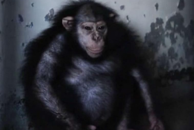 Chimpanzee that was raised by humans was killed by other chimpanzees