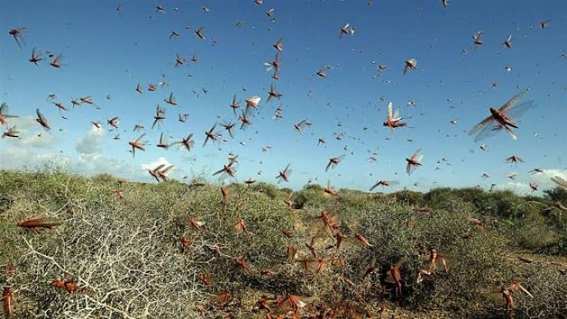 Locust wreaks havoc in Pakistan, National Emergency declared