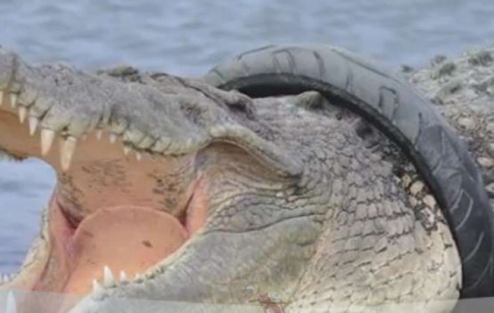 Tire stuck to crocodiles neck for years, person will be rewarded for removing it