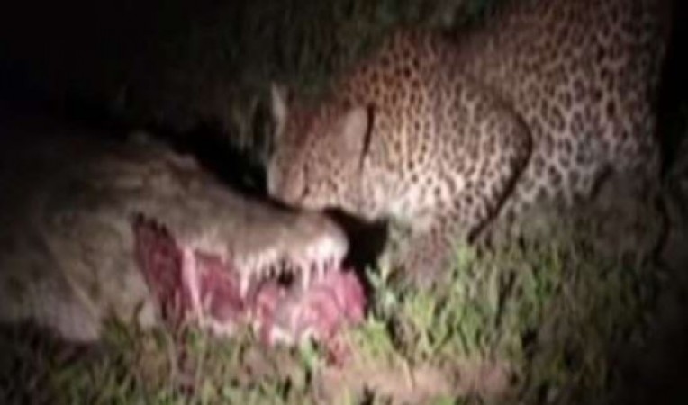 Leopard escaped by snatching a morsel from crocodile's mouth, watch video here