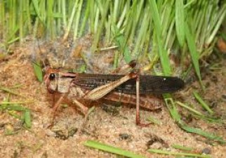 Locusts continue to wreak havoc, creature arrived to attack the crop of this country