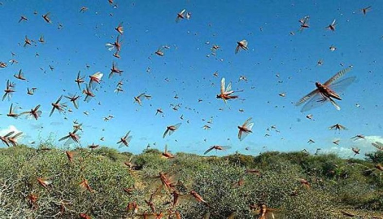 Outbreak of locust terror continues, UN says this in a warning tone