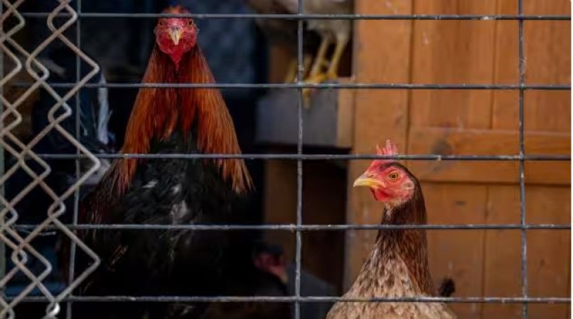 'Bird flu increased tension in America...', will it be a disaster for humans too?