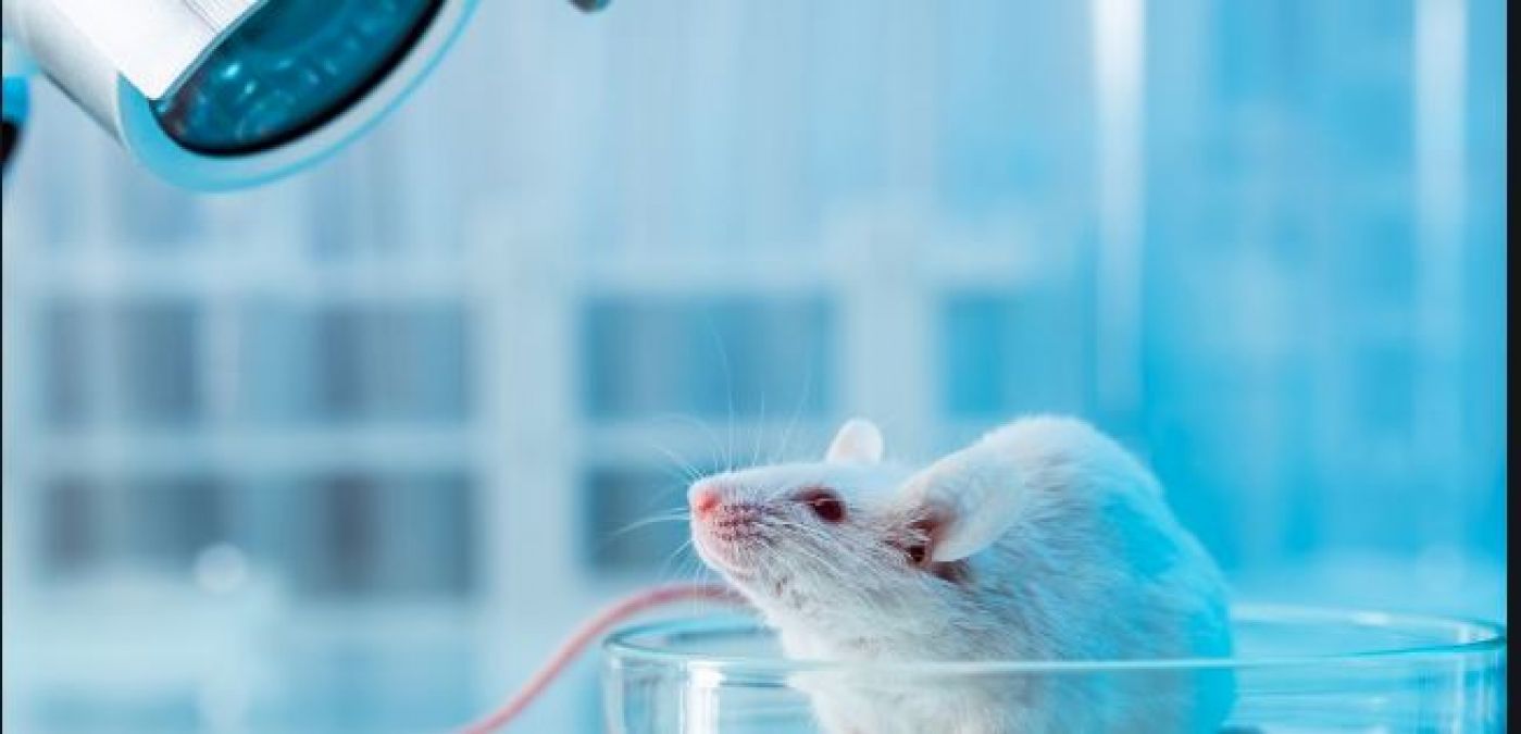 Switzerland could become the first country to ban animal testing