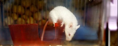 Switzerland could become the first country to ban animal testing