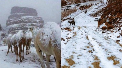 रेगिस्तान में बर्फ, सऊदी अरब में टूटा 50 साल का रिकॉर्ड, ऊंटों की पीठ पर जमी सफ़ेद चादर