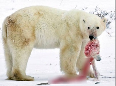 Polar Bears forced to eat their children due to global warming