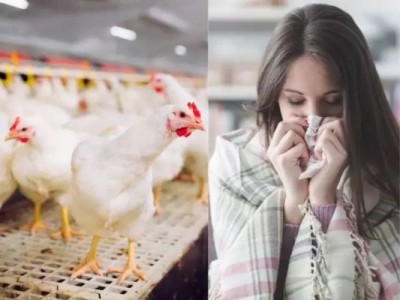 WHO's shocking statement 'No bird flu risk if meat cooked properly'