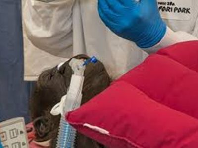 Doctors, Vets Come Together To Perform Cataract Surgery On A Gorilla