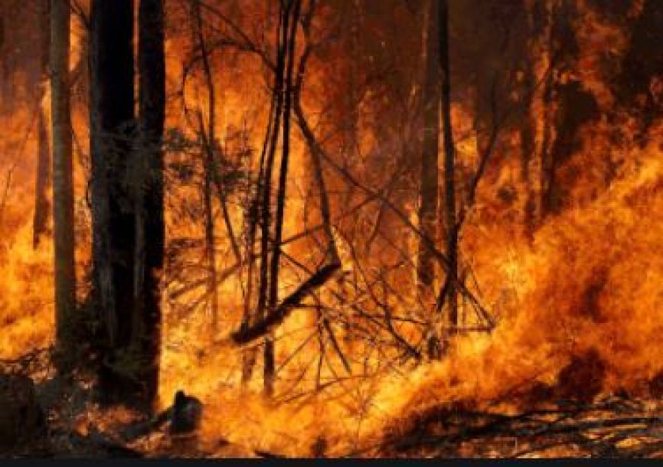 Australia fire: More than one billion animals killed in blazes