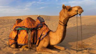 Australia: Administration killed 5000 camels, firing through helicopter