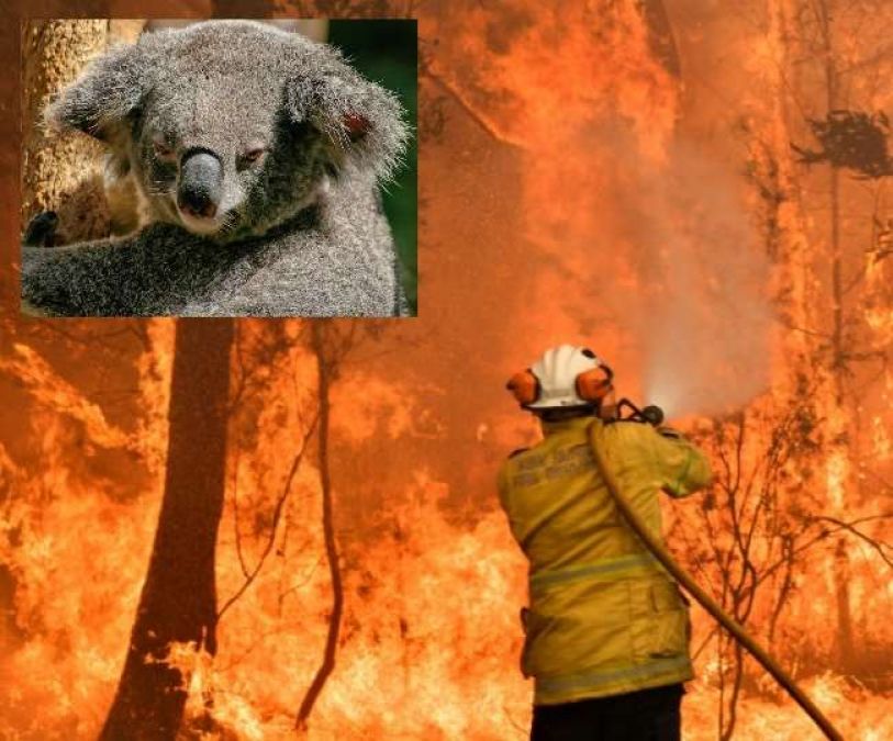 It will take almost 100 years for the burnt forests of Australia to recover