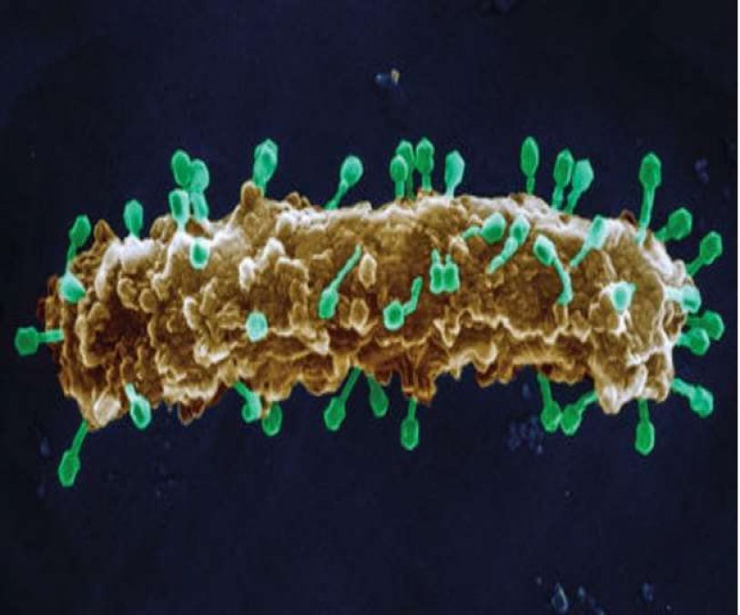 अमेरिका के शोधकर्ताओं ने किया खुलासा, सुपरबग जीन भी फैला सकते हैं वायरस