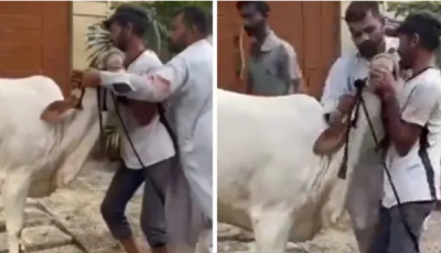 Video: बकरीद पर देने जा रहे थे 'गाय' की क़ुर्बानी, अचानक कुछ ऐसा हुआ कि..