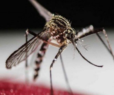 Myanmar people dying of Dengue fever, Government issues alert