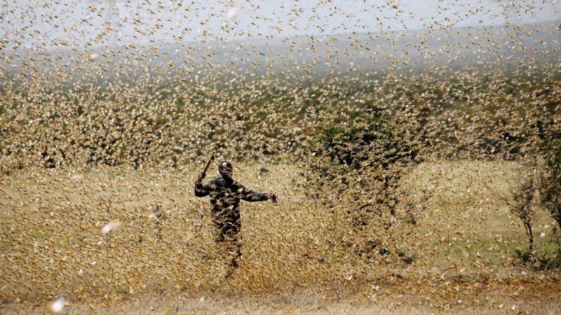 Locust party attack may cause food crisis in India