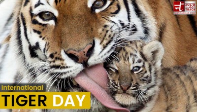 International Tiger's Day: India is the stronghold of Tigers, number increasing rapidly