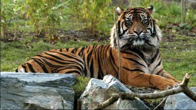 UN chief lauds India's growing tiger population, says 'Good Sign'