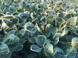 Ninth circuit dicamba pesticide spraying can cause major damage to crops