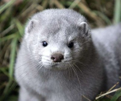 Dutch government orders to kill 10,000 mink