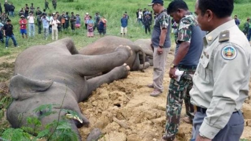 खाने की तलाश में भटक रहा था हाथी, करंट लगने से हो गई मौत