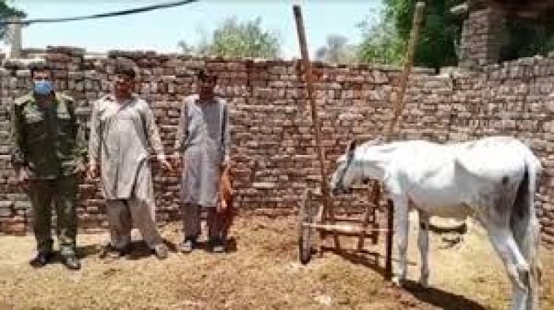 OMG! Donkey gets bail in Pakistan, you will be surprised to know the reason