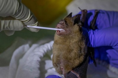 Chinese researchers find batch of new coronaviruses in bats, 4 of them deadly as Covid-19