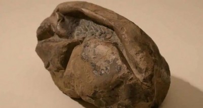 'Lizard egg' found in shape of 'Football', scientists shocked