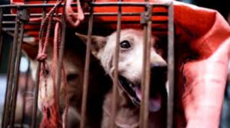 अपनी हरकतों से बाज नहीं आ रहा चीन, चमगादड़ों के बाद सजाया मासूम कुत्तों का बाजार