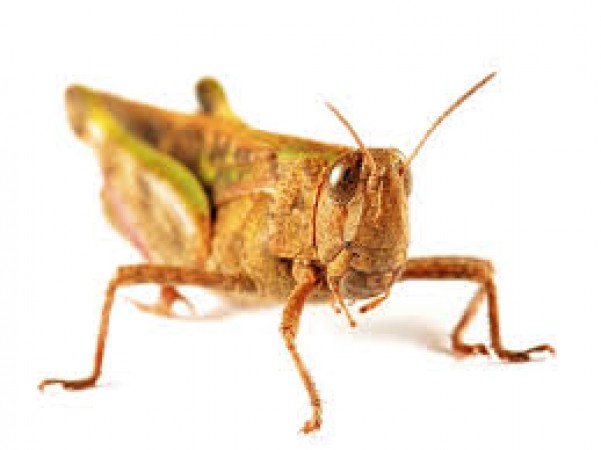 Pakistan discovered strange way of reducing locusts