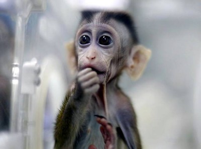 Ability to fight corona develops in monkeys, will be test in humans
