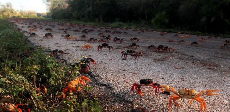 Crabs 'colonised' here, it's difficult for humans to live