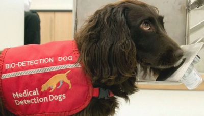 Dogs to be trained to detect coronavirus