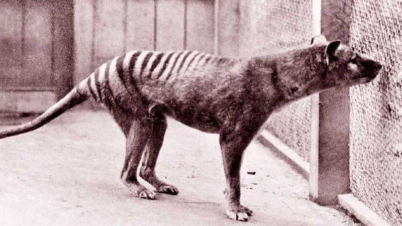 Last rare thylacine animal found in this zoo