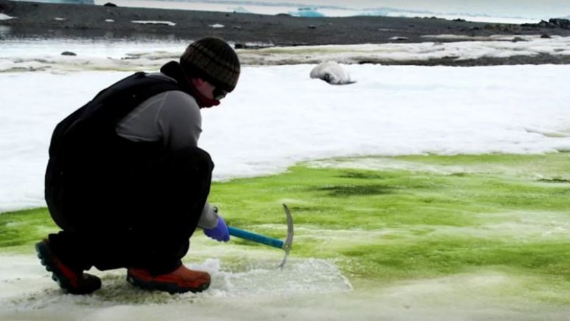 Snow changes color in Antarctica due to climate change