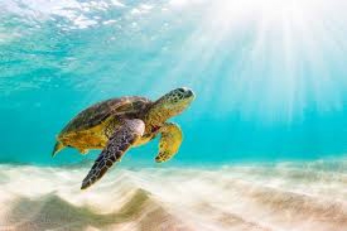 Know why World Turtle Day is celebrated