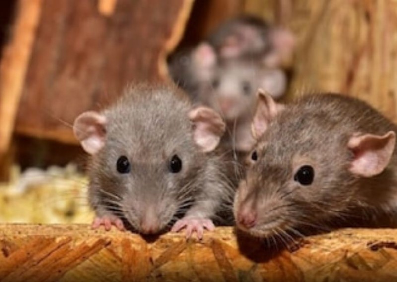 Australian govt demanded 5,000 litres of Bromadiolone poison from India amid mouse crisis